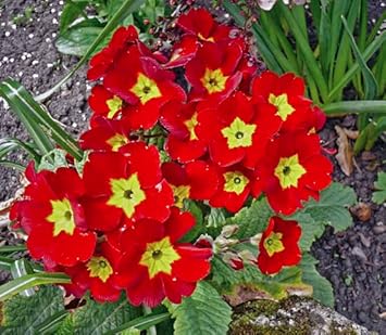 Red Primula flower seeds