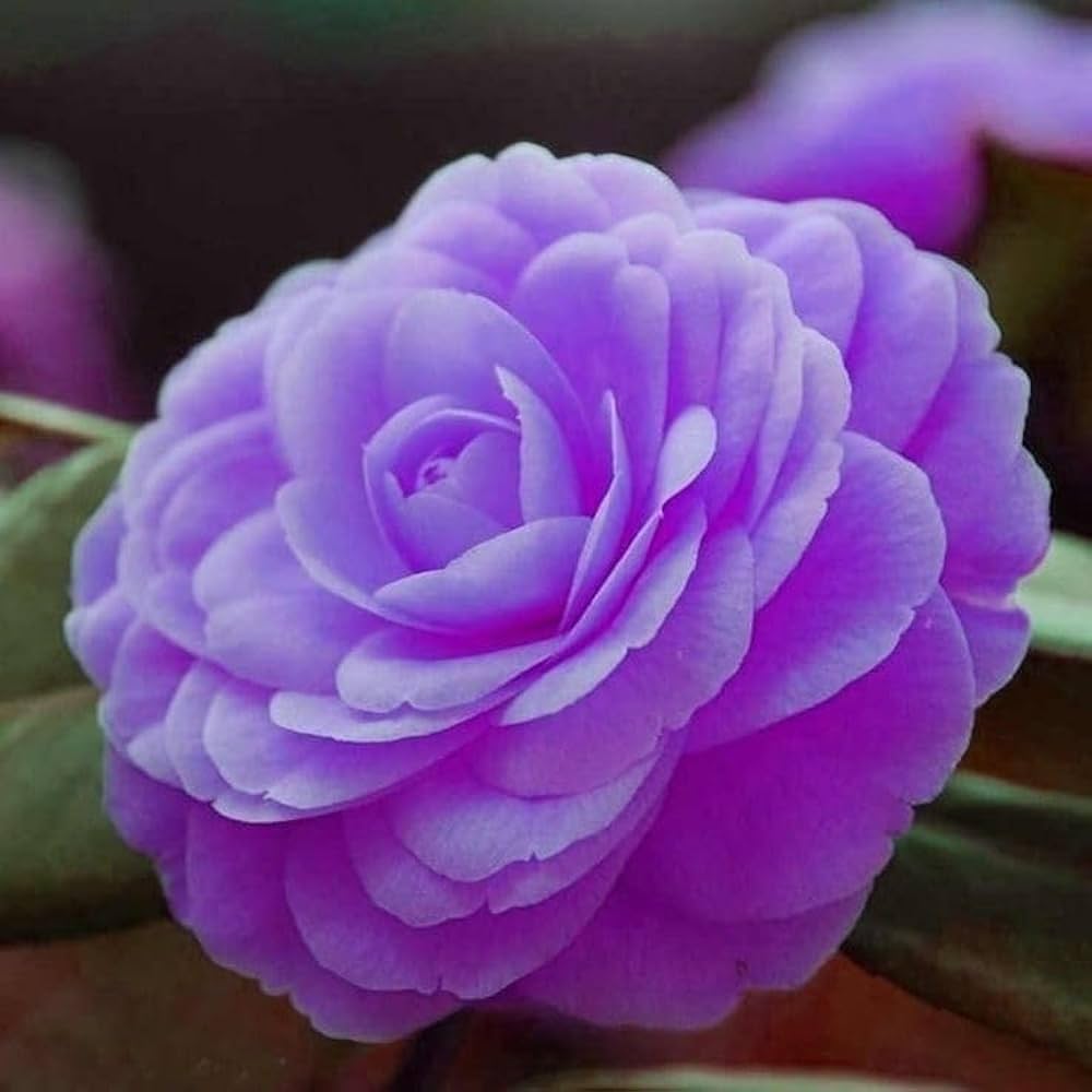 Purple Camellia flower seeds