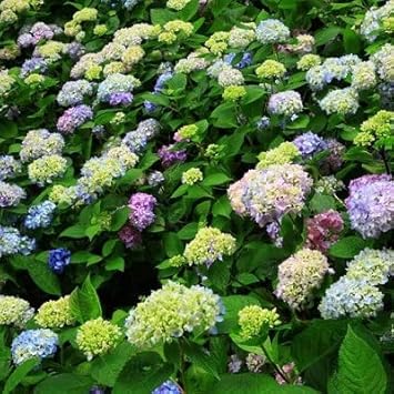 Green Blue flower seeds
