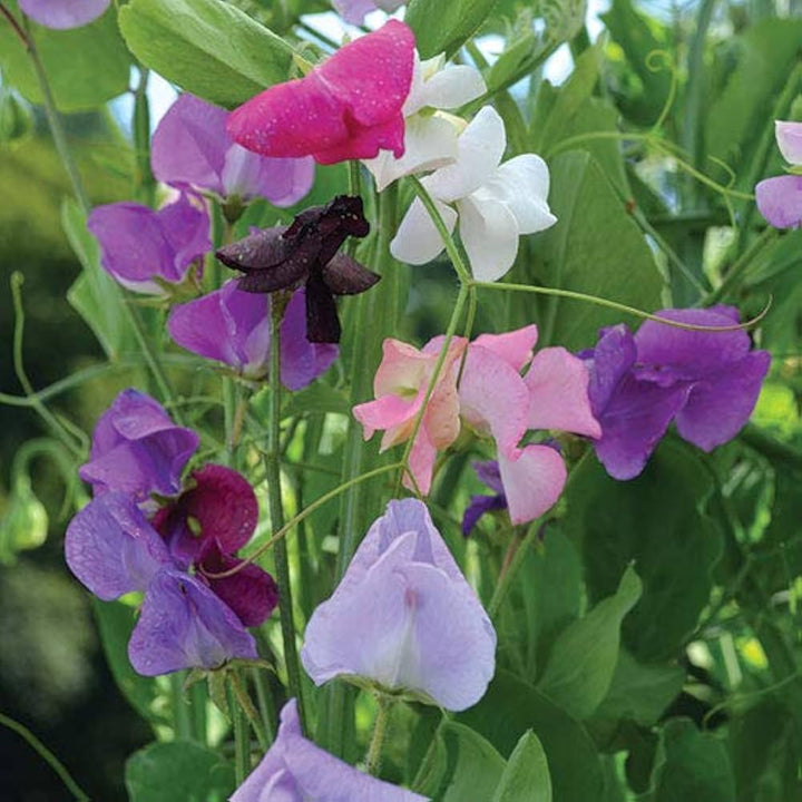 Sweet Pea flower seeds