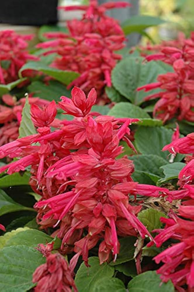 Rose Salvia flower seeds