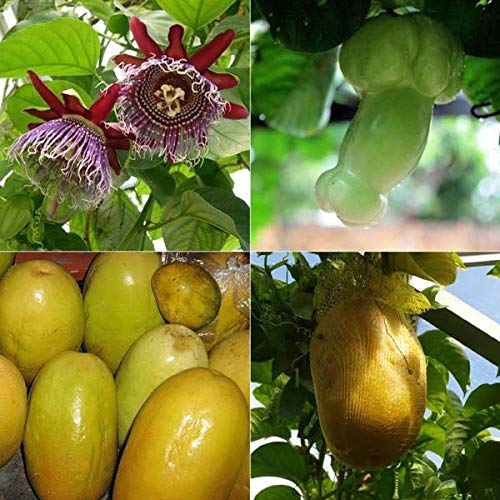 giant granadilla seeds