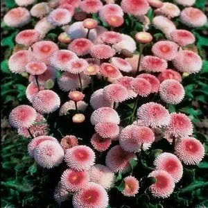 Strawberries Cream flower seeds