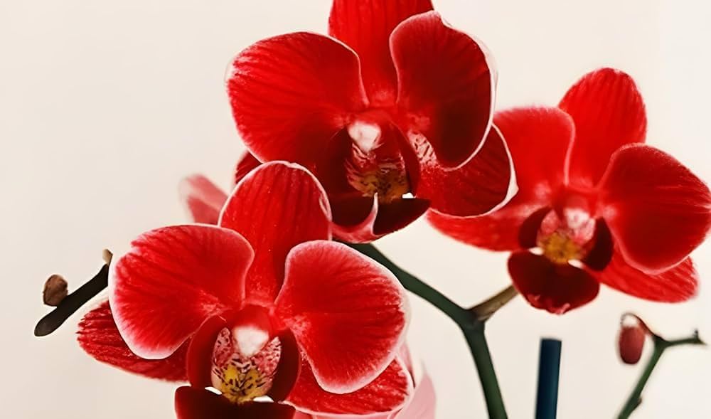 Deep Red flower seeds
