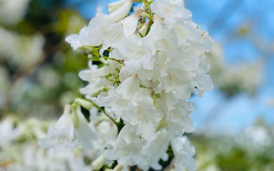 White Jacaranda flower seeds