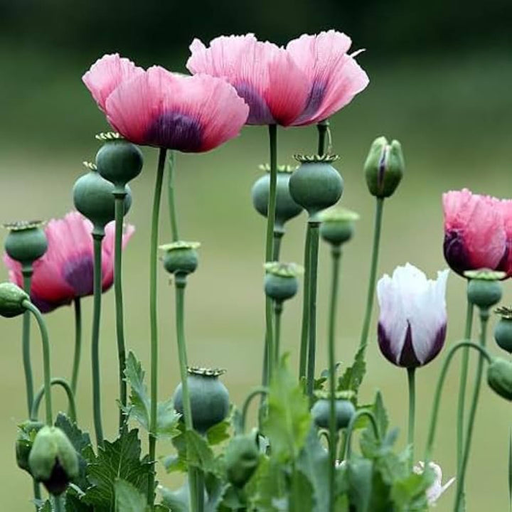 Oriental Poppy flower seeds
