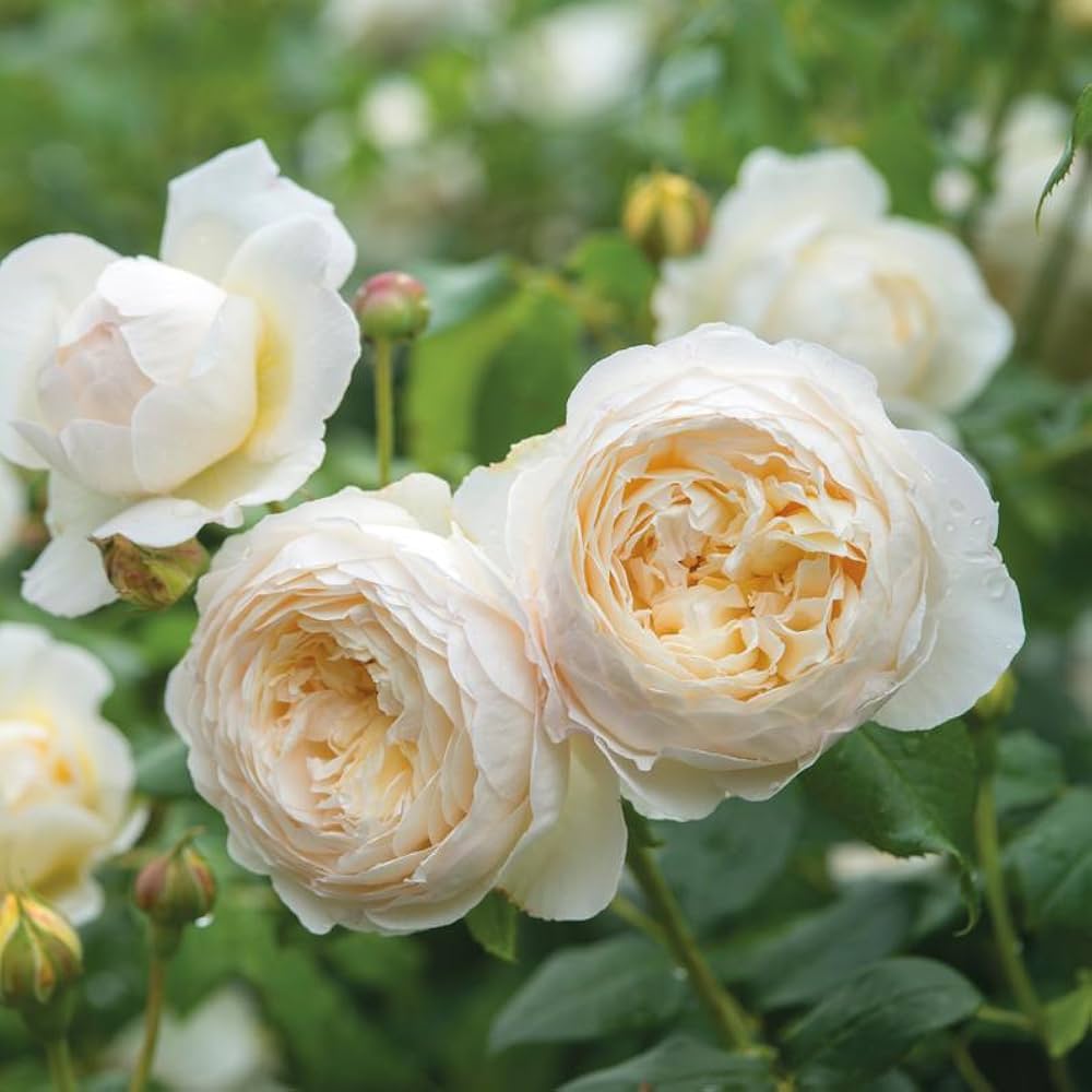 White Creeping flower seeds
