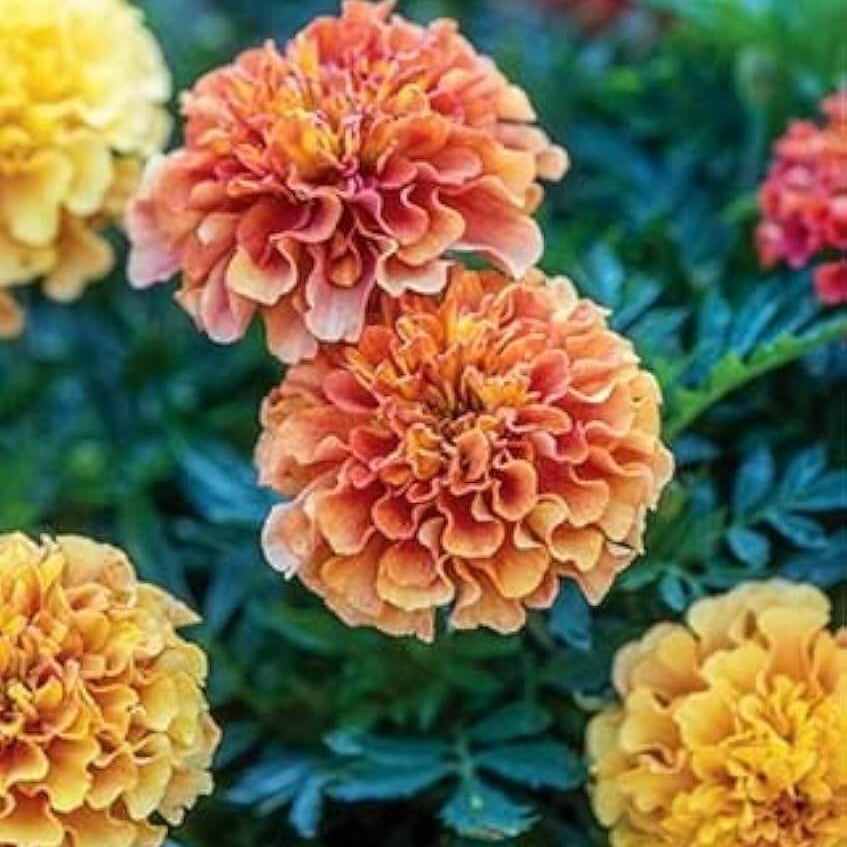 Strawberry Blonde Marigold plant