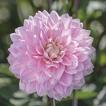 Dahlia flower seeds