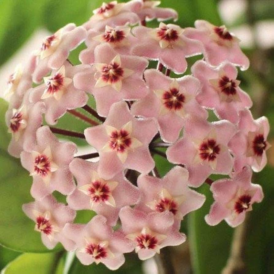 White Light flower seeds