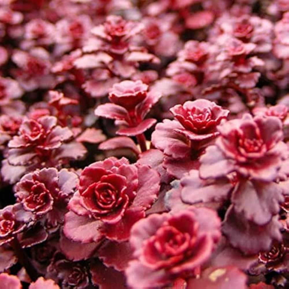 Sedum Voodoo flower seeds