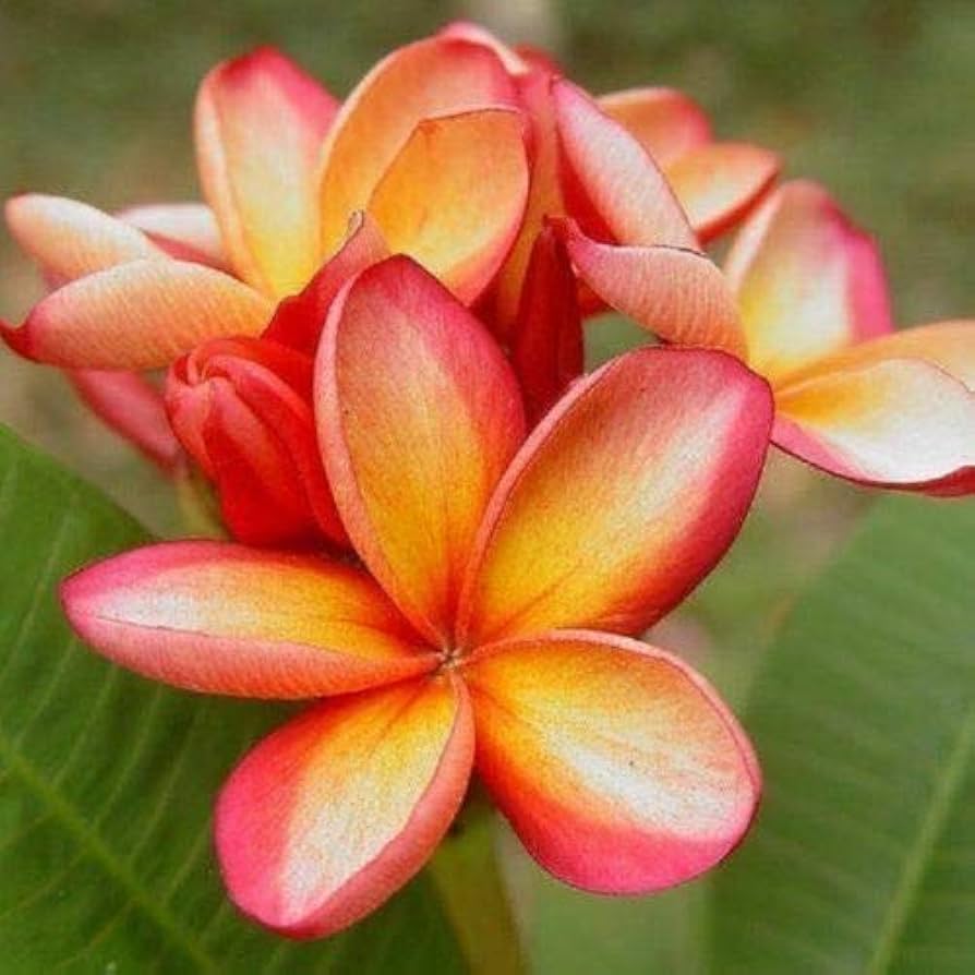 Orange Frangipani flower seeds