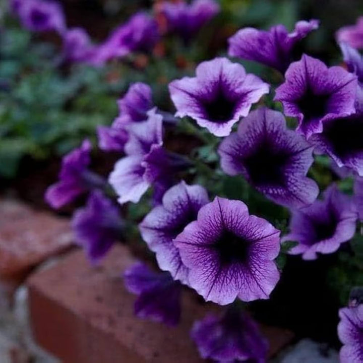 Purple Trailing flower seeds
