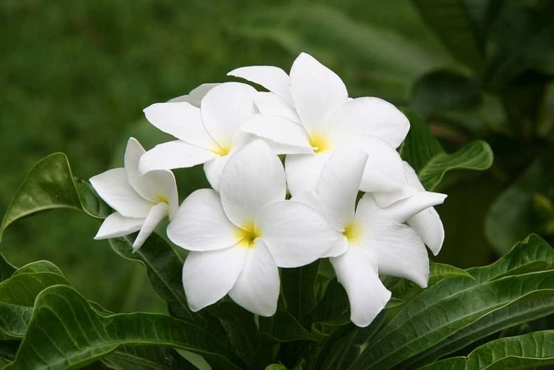 White Creeping Flower Seeds for Planting – Heirloom Non-GMO Garden Seeds