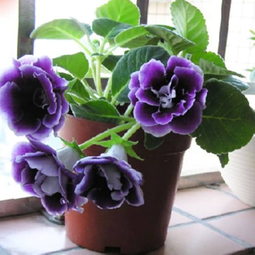 Gloxinia flower seeds