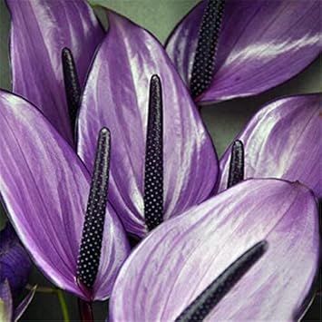 Lavender Anthurium flower seeds