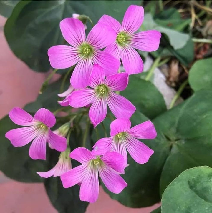 Sorrel flower seeds
