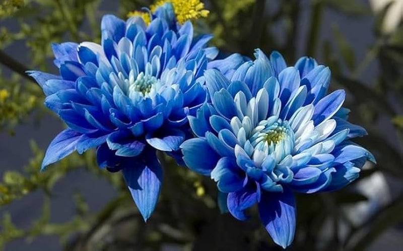 Blue and Yellow Chrysanthemum Flower Seeds for Planting – Heirloom Non-GMO Garden Seeds