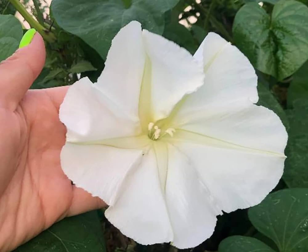Moonflower Ipomoea flower seeds