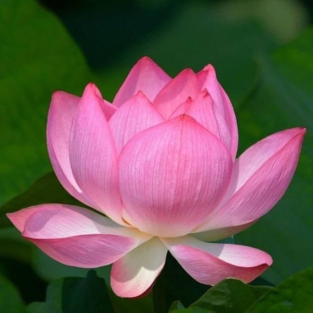 Pink Sacred Lotus plant