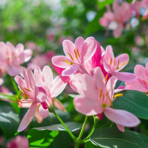 Honeysuckle Flower Pink - Heirloom, Non - Gmo Seeds