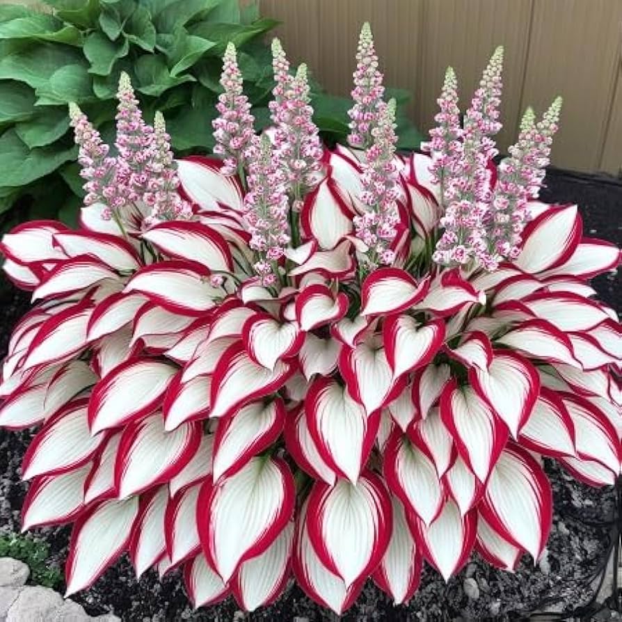 Hosta Spp flower seeds