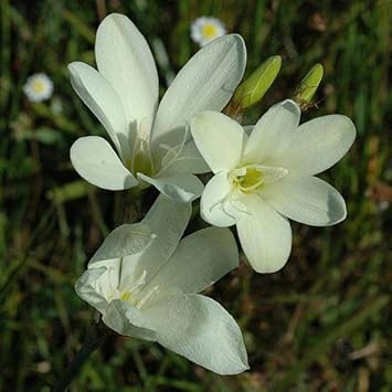 White Sparaxis flower seeds
