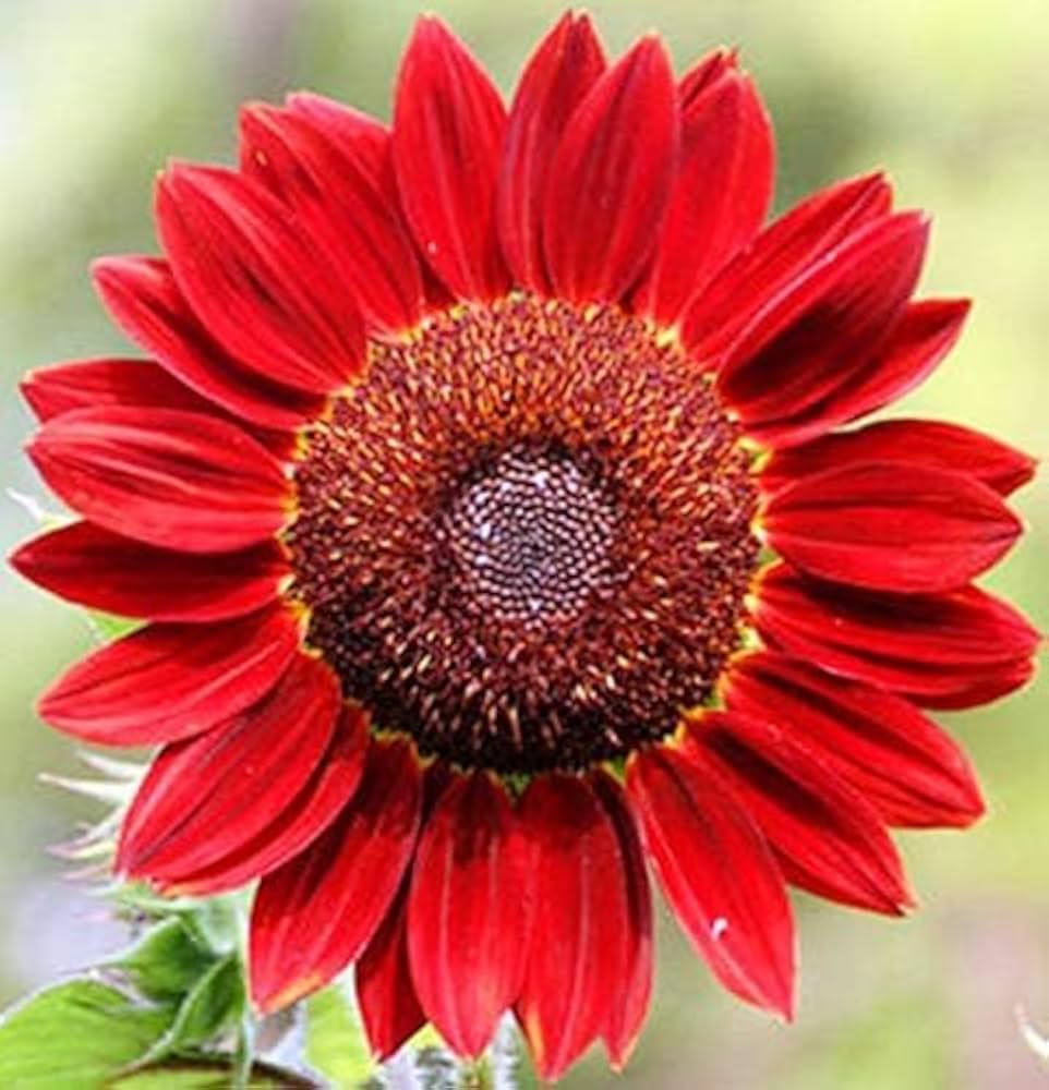 Red Mini flower seeds