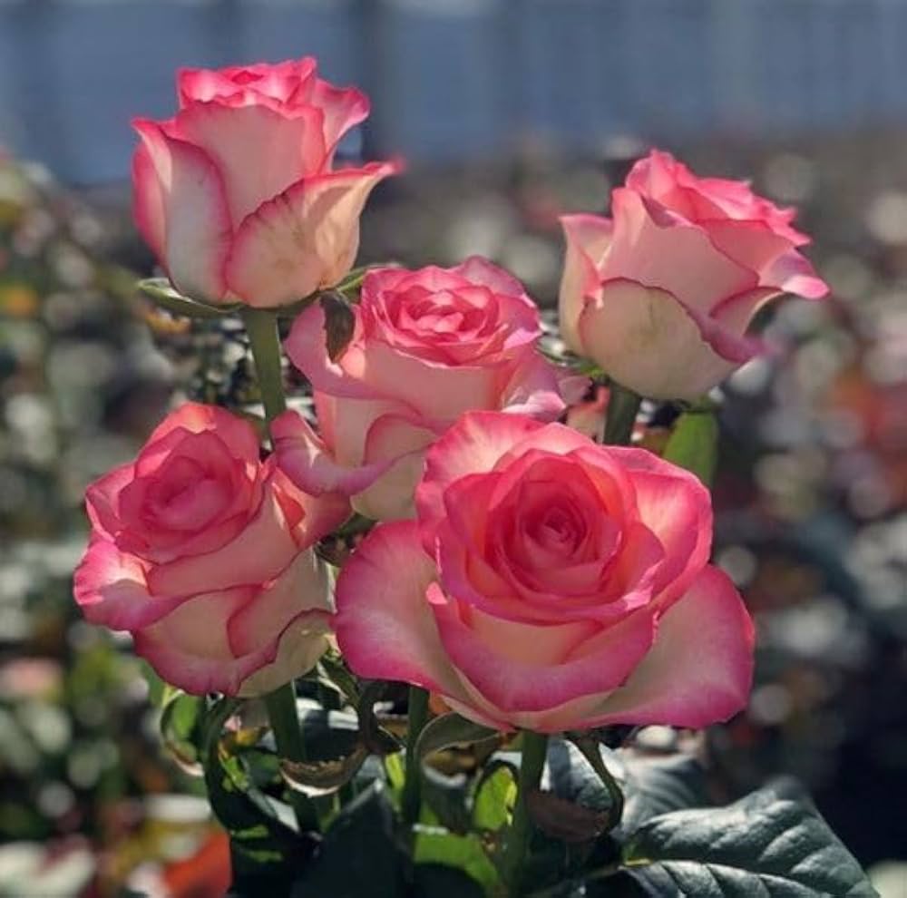 Pink Rose flower seeds