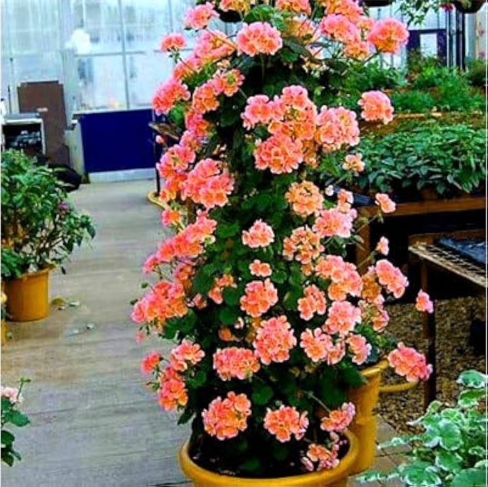 Orange Climbing flower seeds