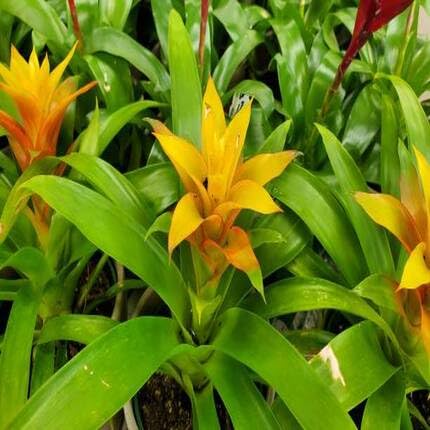 Bromeliad Yellow - Heirloom, Non - Gmo Seeds