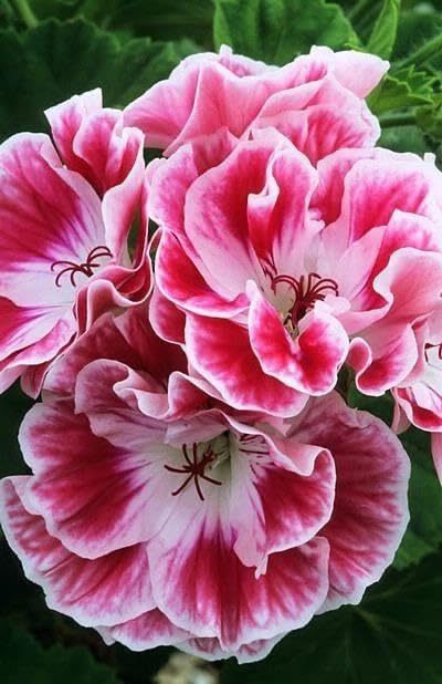 Dark Pink flower seeds