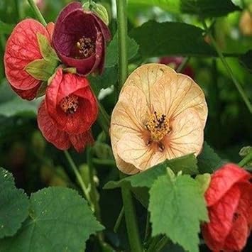 Abutilon Bellevue flower seeds