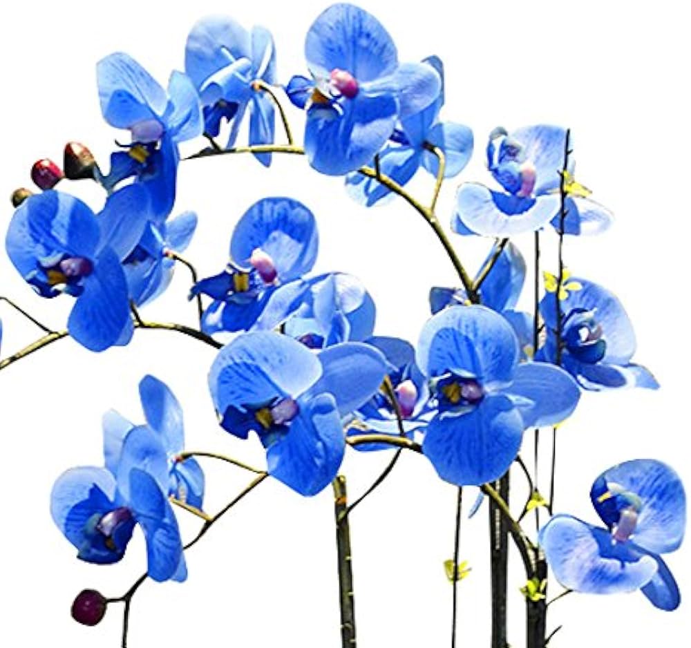 Futaba Blue flower seeds