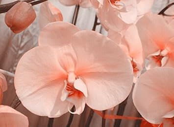 Pale Pink flower seeds