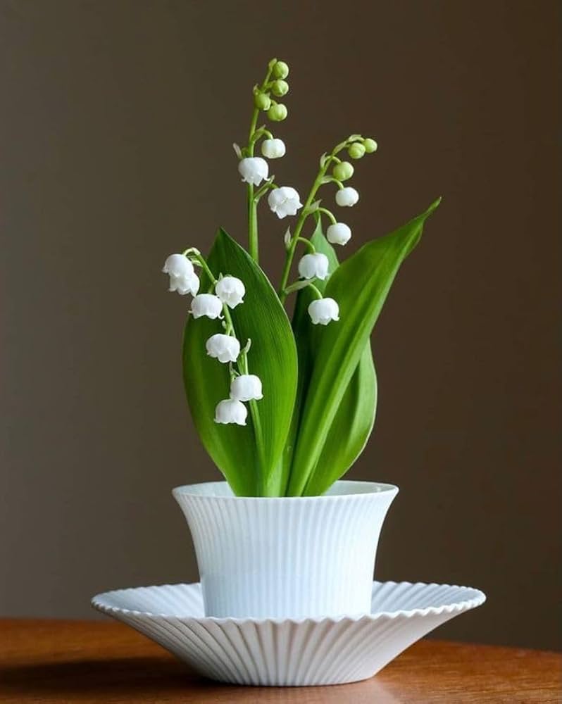 Lily Of flower seeds