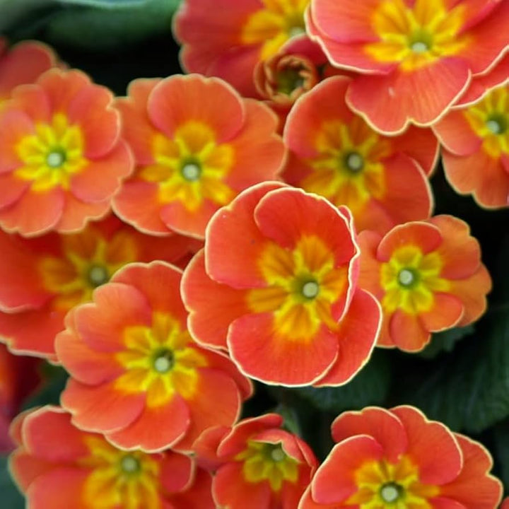 Orange Primrose flower seeds