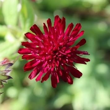 Macedonica flower seeds