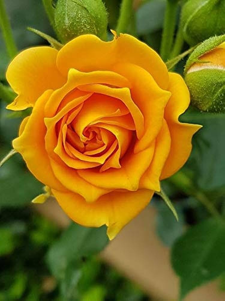 Yellow Rose flower seeds