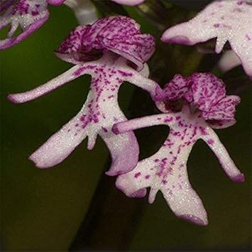 Purple Naked flower seeds