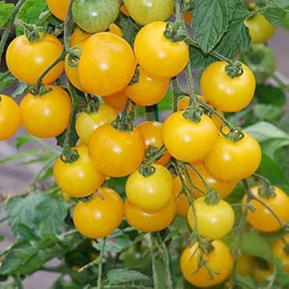 Yellow Tomato Seeds