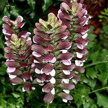 Bear'S Breeches flower seeds