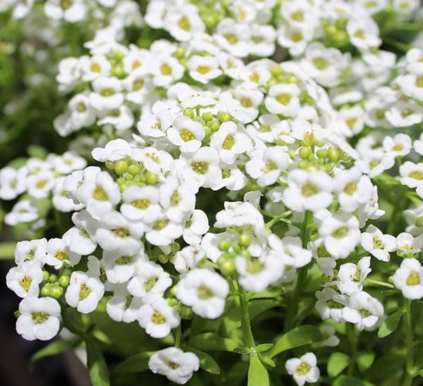 Lobularia Maritima flower seeds