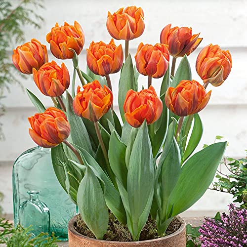 Orange Green flower seeds
