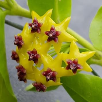 Hoya Kerrii flower seeds