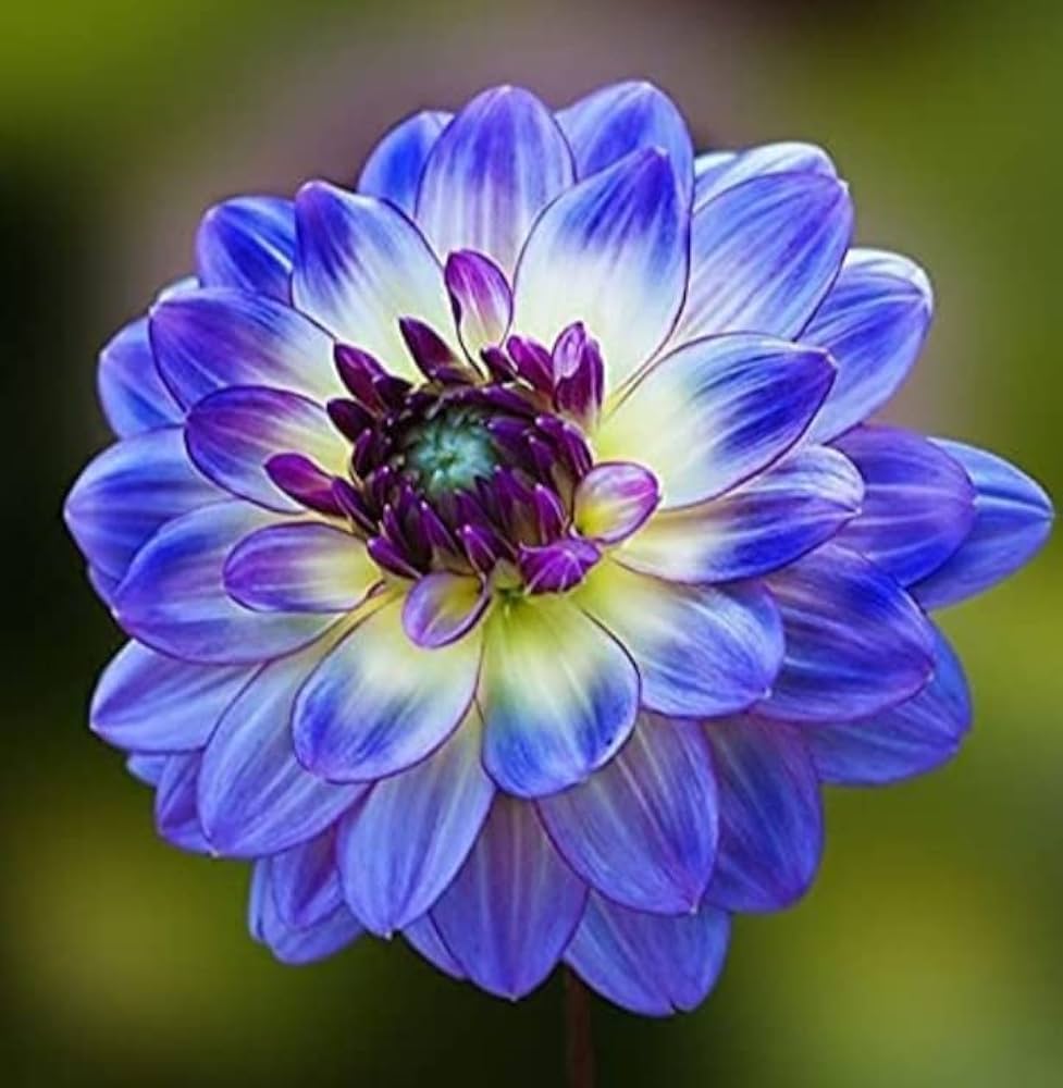 Purple Blue flower seeds