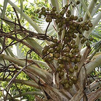 Bismarckia Nobilis Palm plant