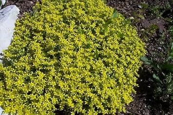 Green Cascade flower seeds