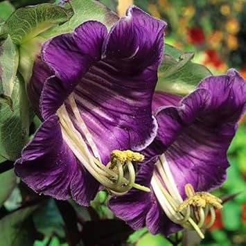 Cobaea flower seeds