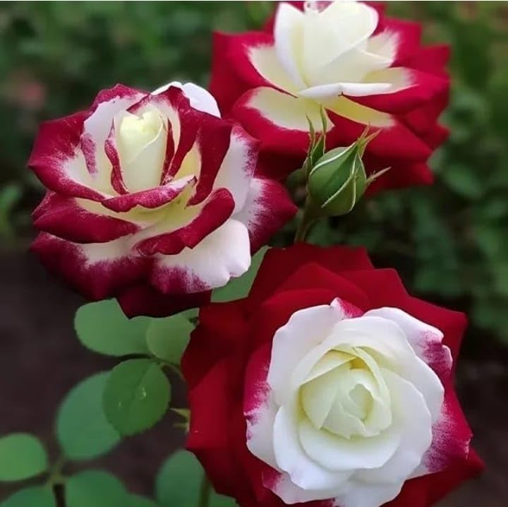 White Maroon flower seeds